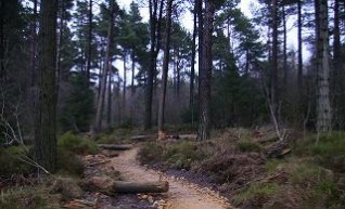 Dalby Forest, Mountain Bike Trail